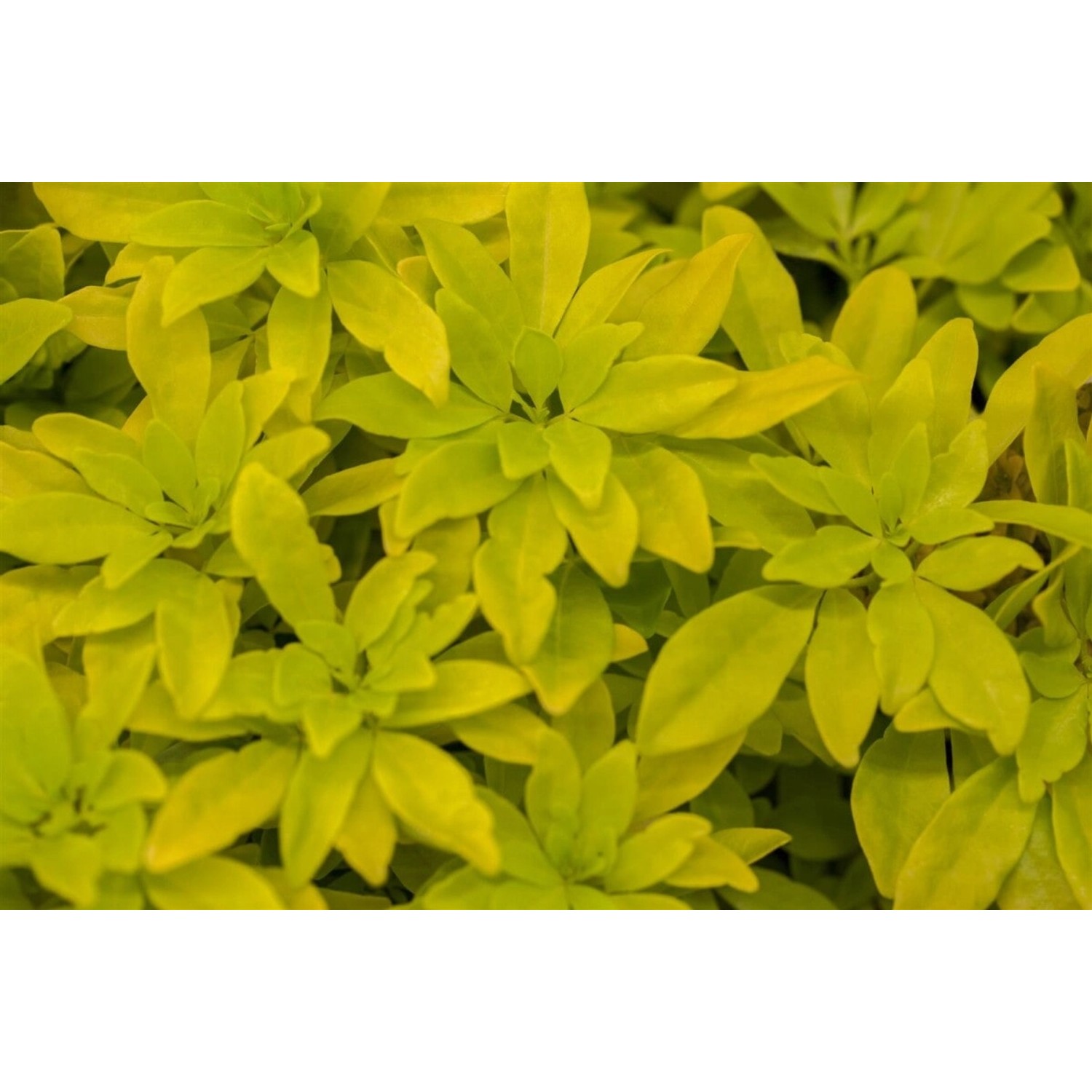 Choisya Ternata Sundance -R- Mexikanische Orangenblume Gelbgrün 40–60 cm günstig online kaufen