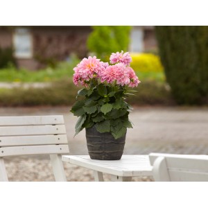 Rosa Grow by OBI Dahlie im Topf auf Gartentisch. Stehpflanze mit üppigen Blüten.