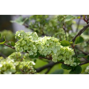 Japanischer Schneeball Viburnum Plicatum Rotundifolium mit weißen Blüten.