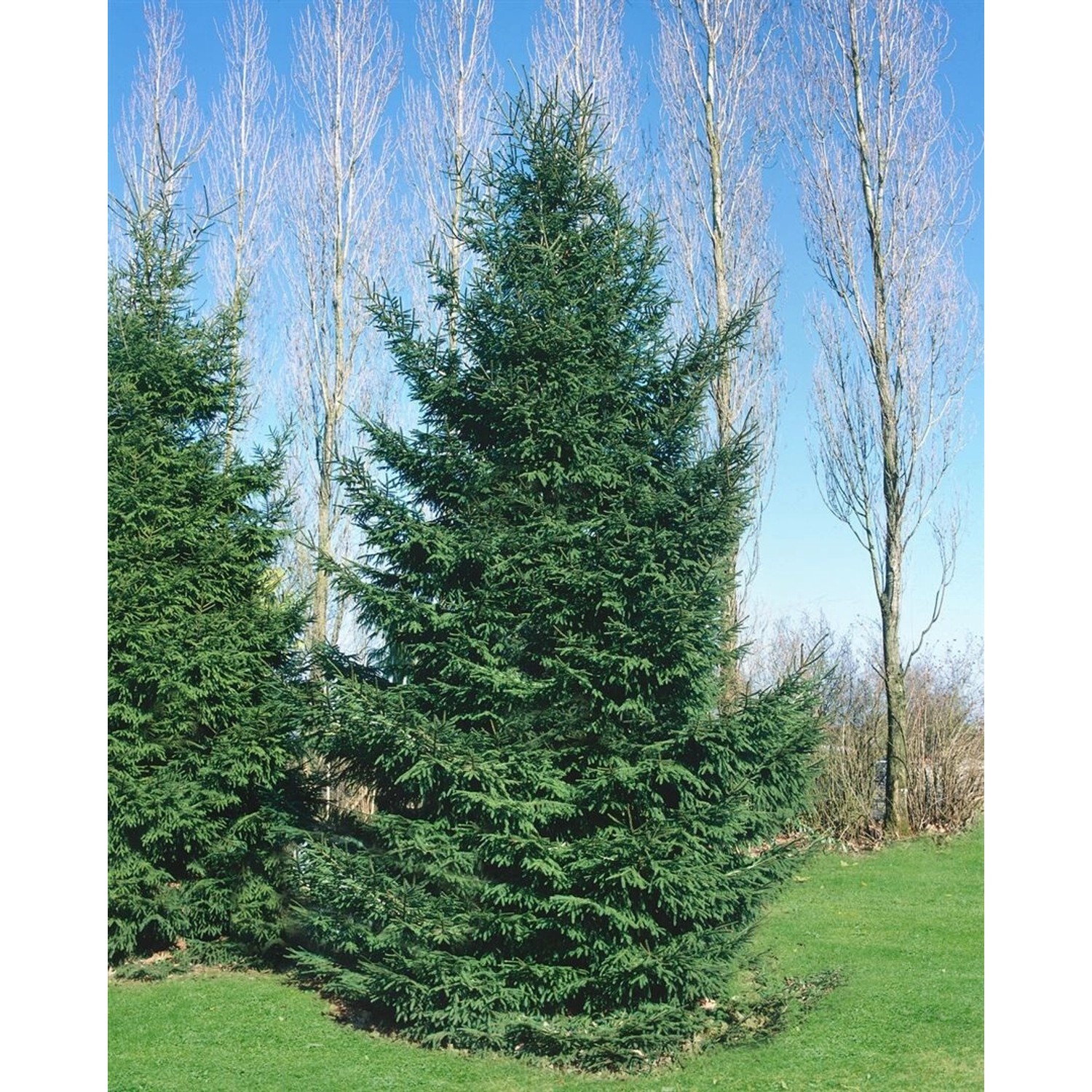 Picea Orientalis Orientalische Fichte 60–80 cm günstig online kaufen