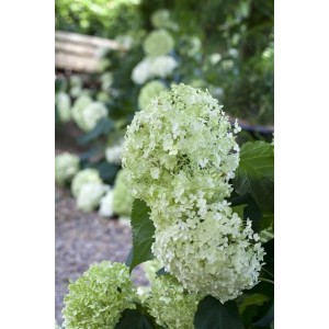 Nahaufnahme einer Schneeballhortensie (Hydrangea Arborescens) mit weißen Blütenbällen.