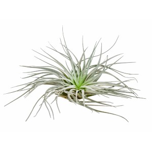 Silberne Tillandsie (Tillandsia) mit filigranen Blättern, ca. 5-10 cm hoch.