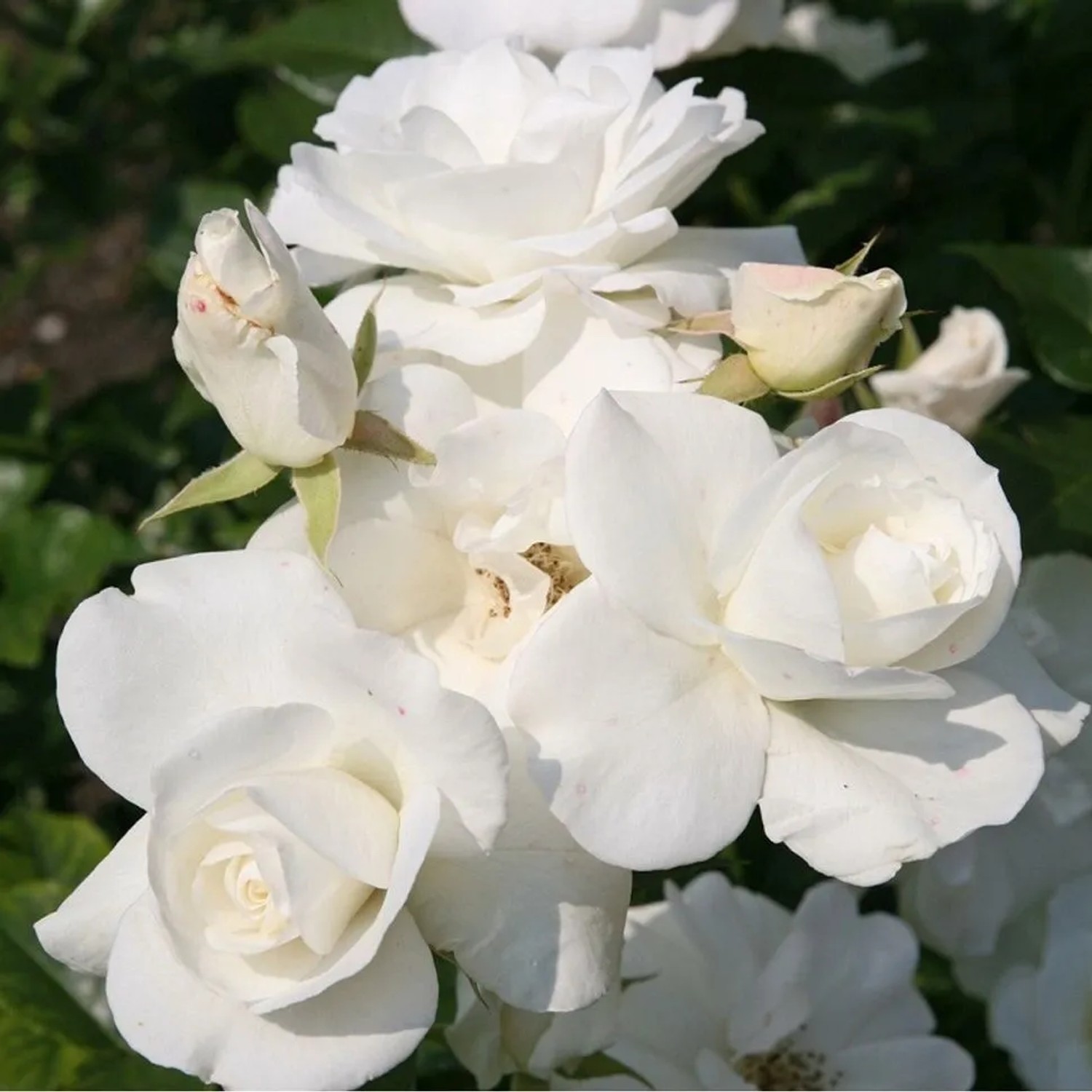 Kletterrose 'Climbing Schneewittchen' Rosa plantofix Weiße Blüten