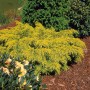 Goldener Chinesischer Wacholder 'Golden Saucer' im Garten, ein dekorativer Bodendecker.