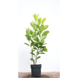 Kirschlorbeer 'Rotundifolia', 80-100 cm, im Topf. Immergrüne Heckenpflanze mit glänzenden Blättern.