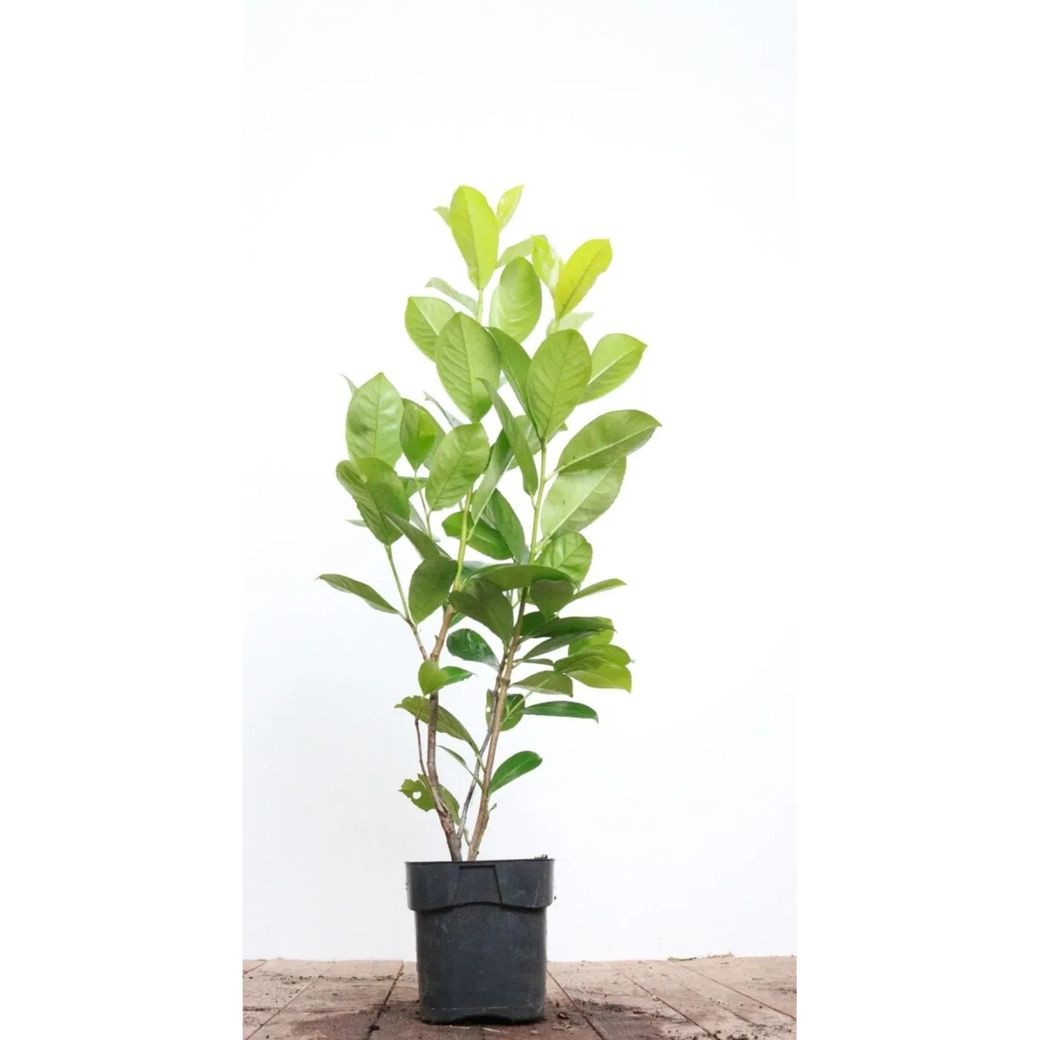 Prunus,aurocerasus 'Rotundifolia' 80-100 cm