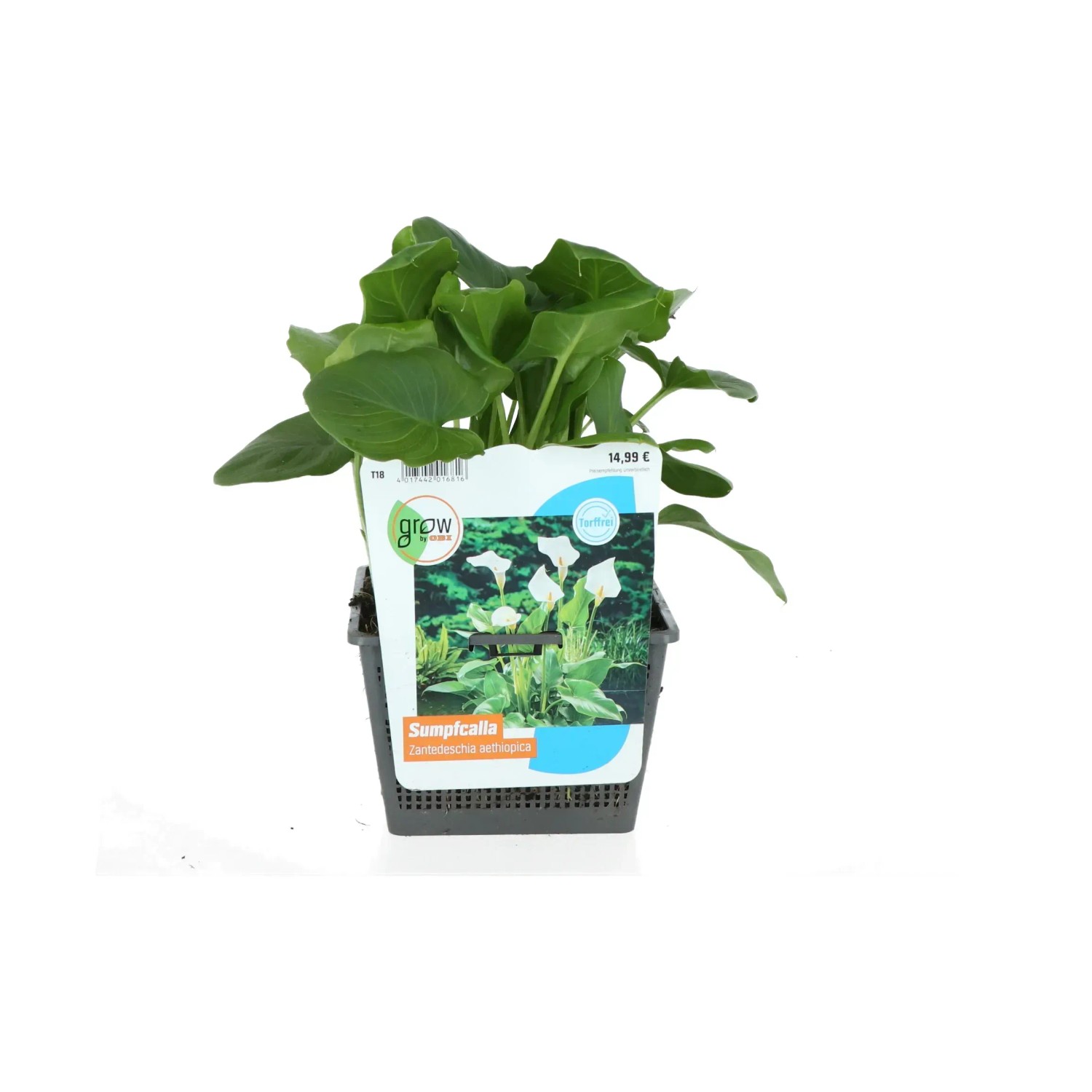 Zantedeschie Weiß Topf-Ø ca. 18 cm Zantedeschia aethiopica