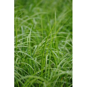 Detailaufnahme der gelbgrünen Blätter der Japanischen Segge (Acorus gramineus Ogon).