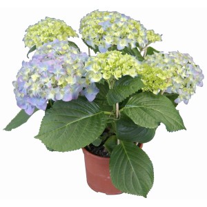 Zimmerhortensie 'Blau' im Topf, ca. 14 cm Ø. Hydrangea Macrophylla mit blauen Blüten.