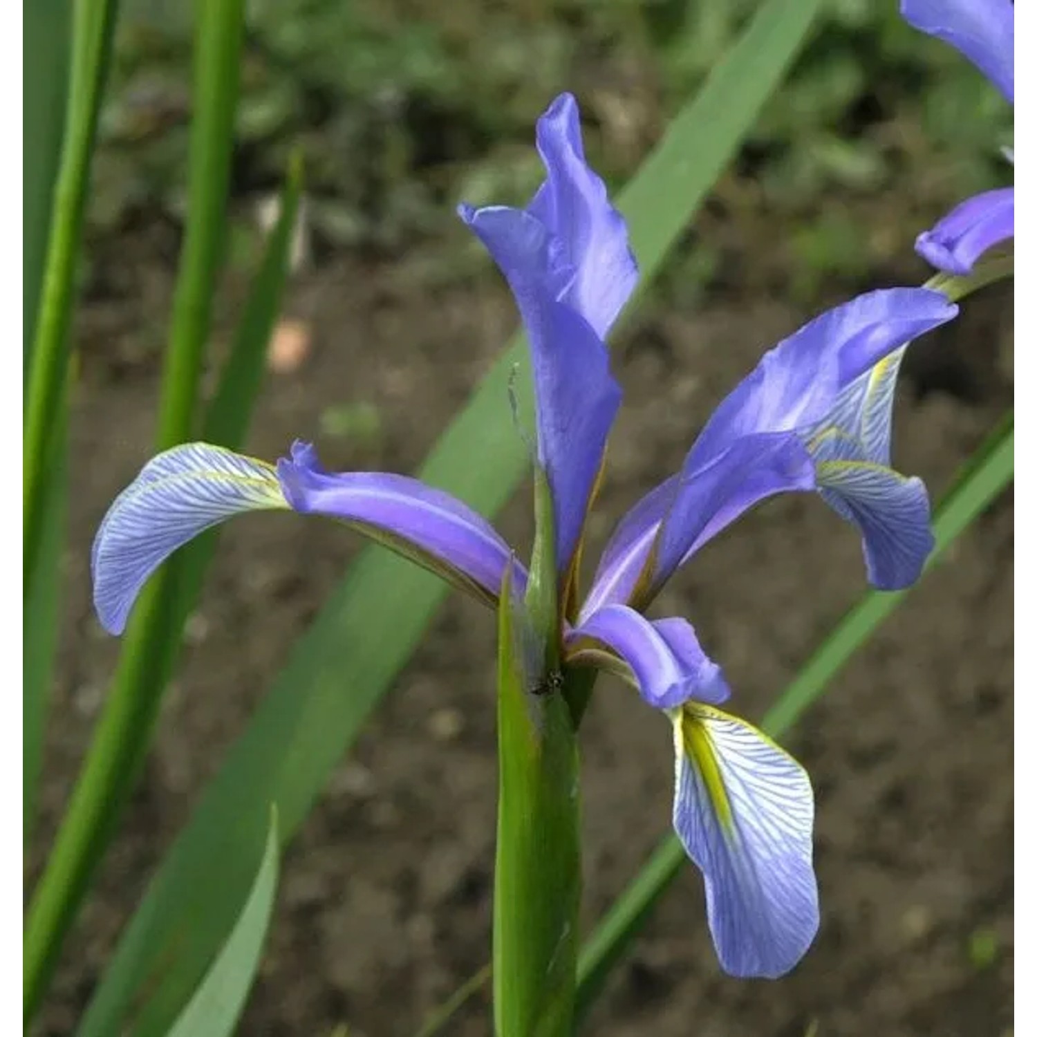 Hohe Steppeniris - Iris spuria