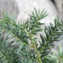 Detailaufnahme einer grünen Eibe (Taxus baccata) mit Nadeln, ideal als Heckenpflanze.