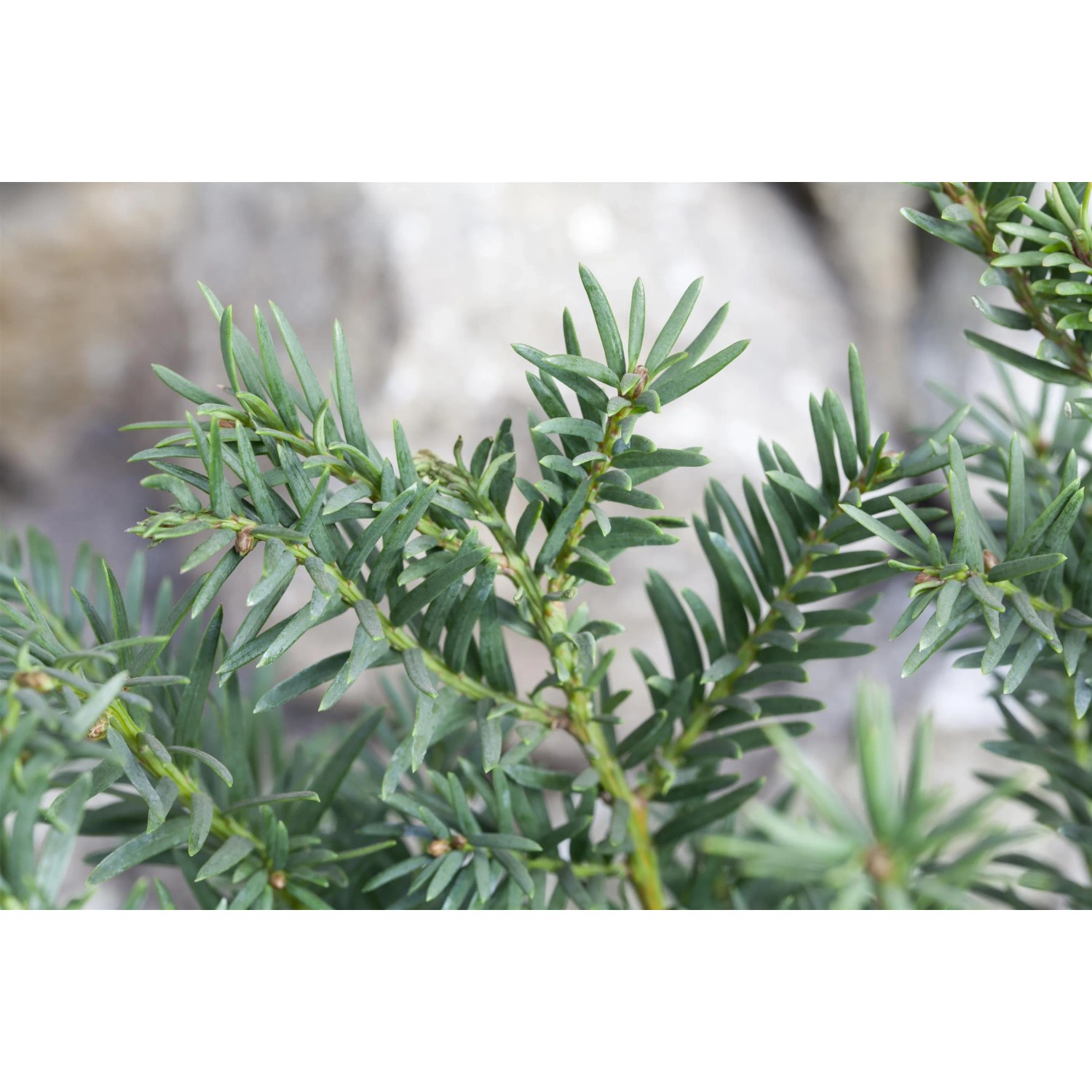 Detailaufnahme einer grünen Eibe (Taxus baccata) mit Nadeln, ideal als Heckenpflanze.