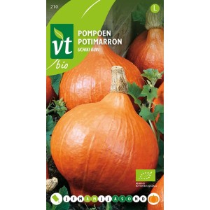 Kürbis Uchiki Kuri Bio SamenCa. 2 grReich an Vitamin A