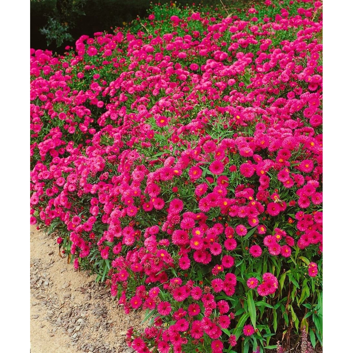 Aster Dumosus Jenny Kissenaster 2 Liter Container günstig online kaufen