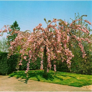 Japanische Blütenkirsche 'Pink Perfection' mit rosa Blüten im Garten.