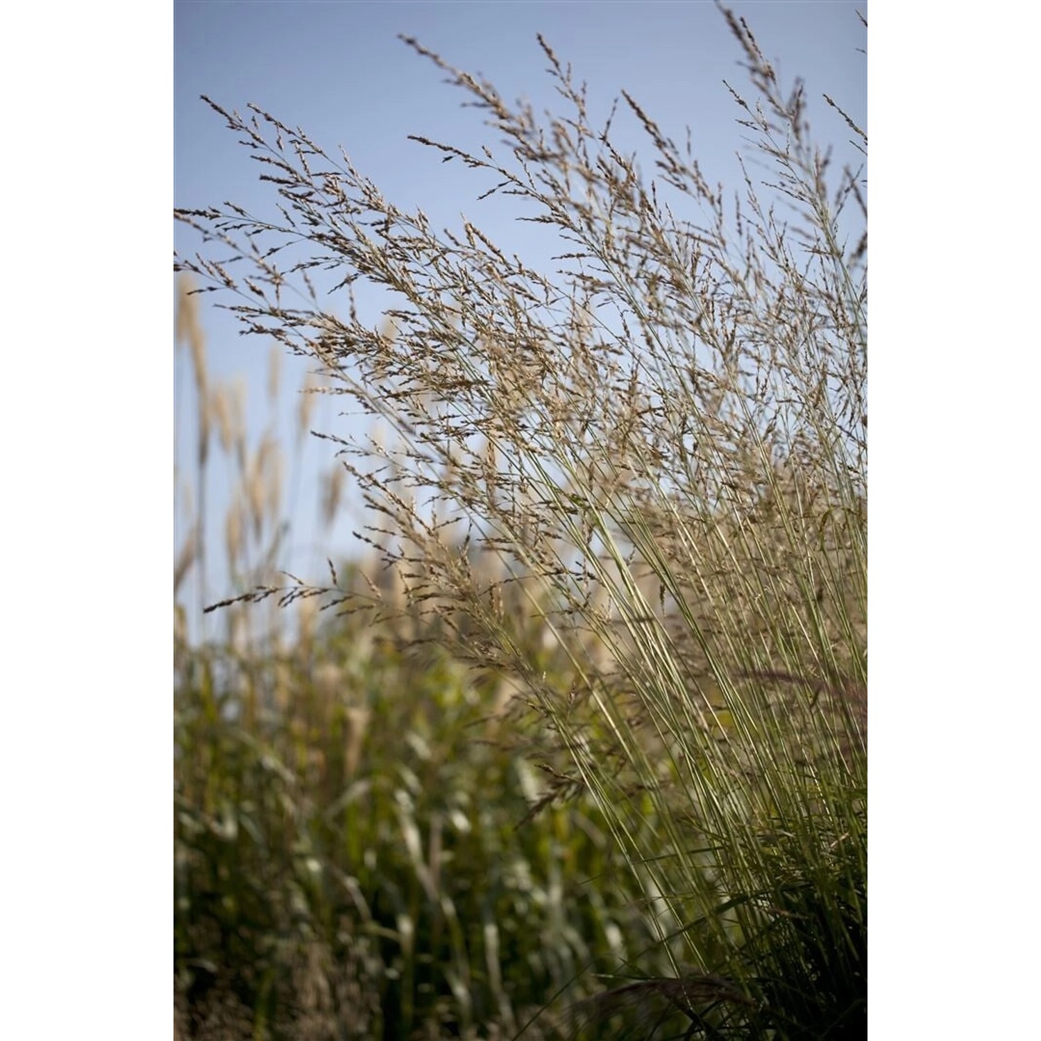 Molinia Arundinacea Windspiel Pfeifengras 3-5 Liter Container günstig online kaufen