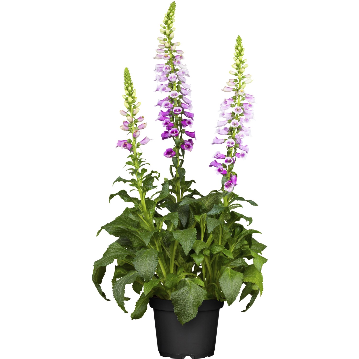 Garten-Fingerhut Gloxinoides Rosa Topf-Ø ca. 9 cm x 9 cm Digitalis günstig online kaufen