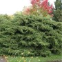 Dichter, breit ausladender Pfitzerwacholder (Juniperus media) mit grünen Nadeln im Garten. Ideal für Flächen.