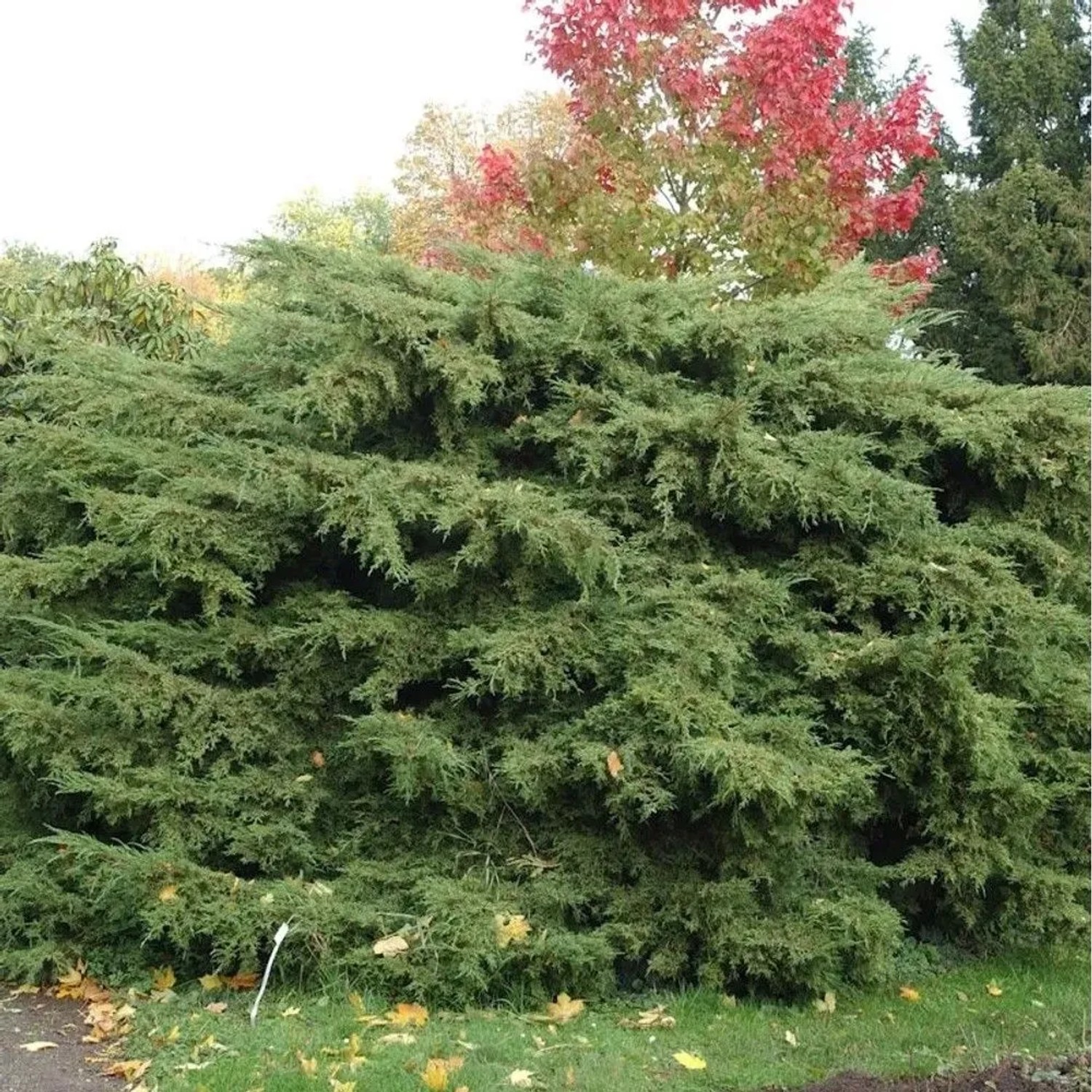 Dichter, breit ausladender Pfitzerwacholder (Juniperus media) mit grünen Nadeln im Garten. Ideal für Flächen.