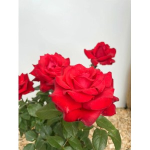 Baumfink Edelrose Grande Amore im Topf mit samtig roten Blüten.