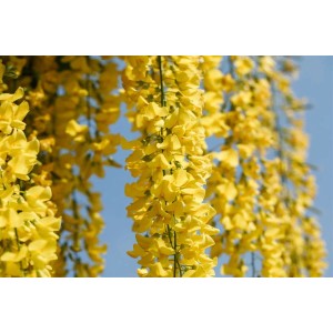 Goldregen 'Vossii' Hausbaum mit leuchtend gelben Blüten vor blauem Himmel.