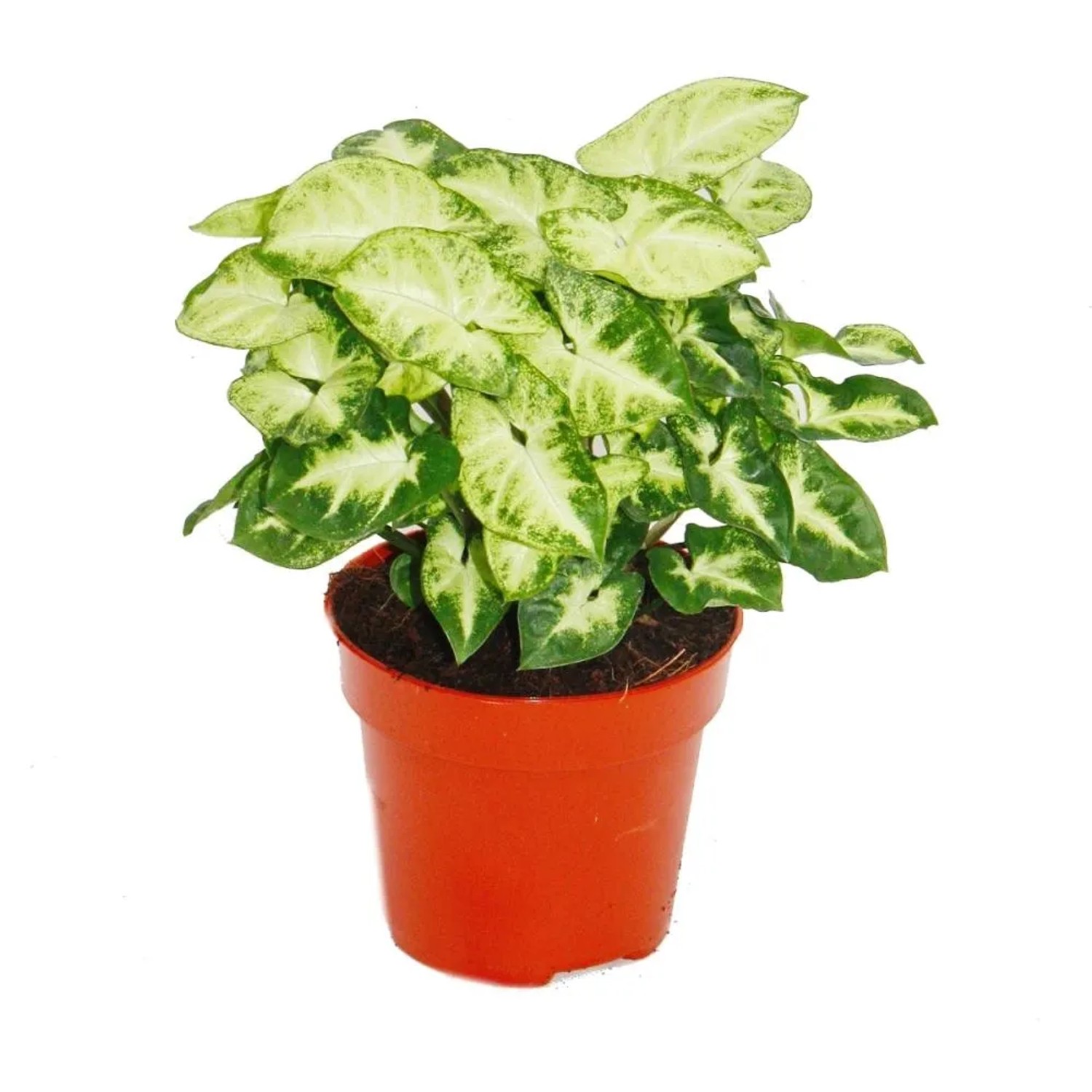 Exotenherz Syngonium Pixie im 12cm Topf, eine attraktive Grünpflanze mit hellgrünen Blättern.