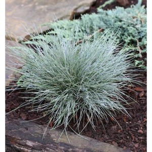Blauschwingel 'Elijah Blue' im Topf, eine dekorative Staude mit bläulichen Blättern.