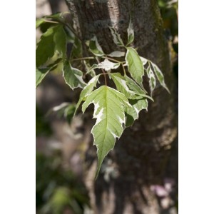 Eschen-Ahorn 'Variegatum' mit weiß-grünen Blättern, Detailaufnahme.