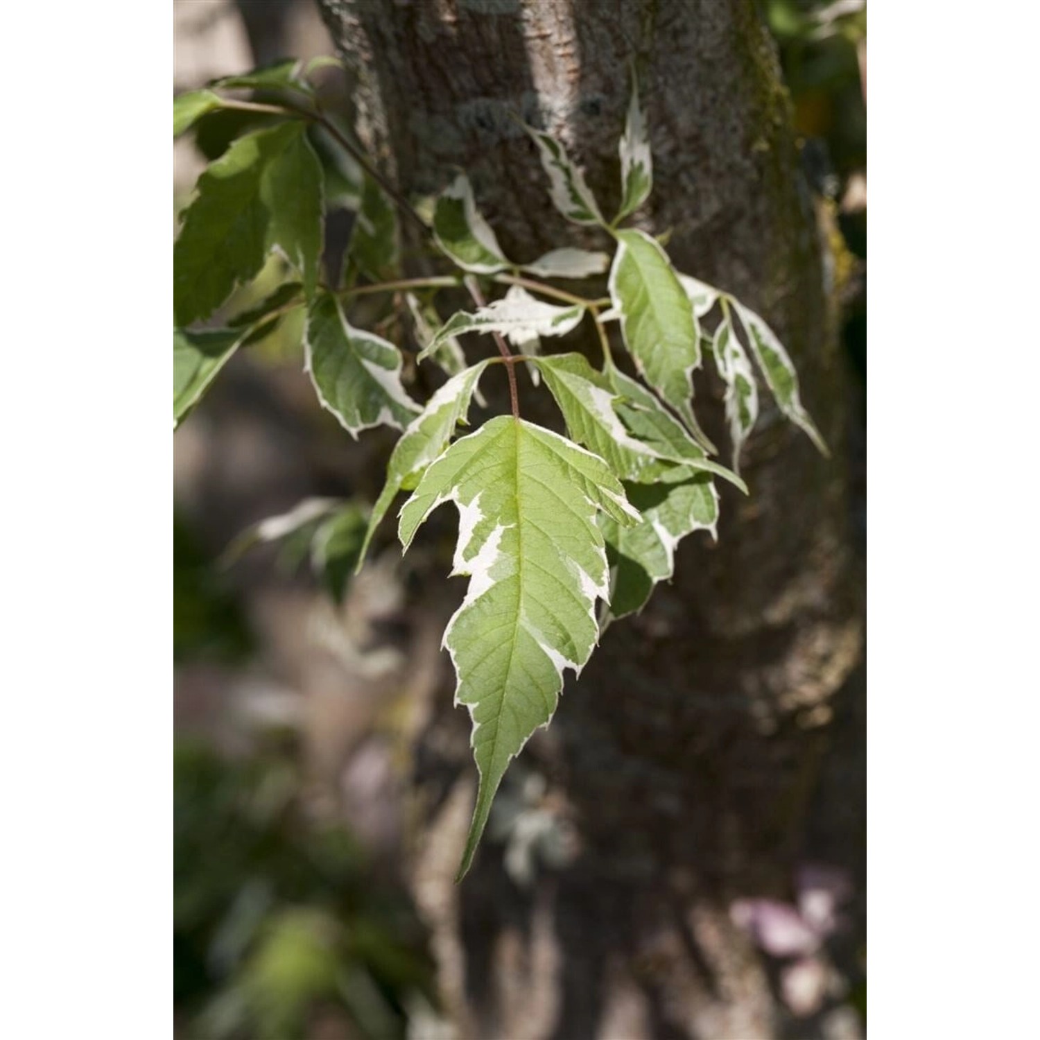 Acer Negundo Variegatum Eschen-Ahorn Weiß-Grün Panaschiert 60–100 cm günstig online kaufen