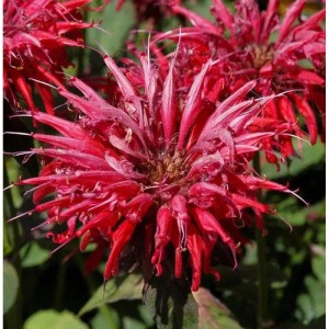 Nahaufnahme der roten Blüte der Indianernessel 'Rote Töne' (Monarda fistulosa).