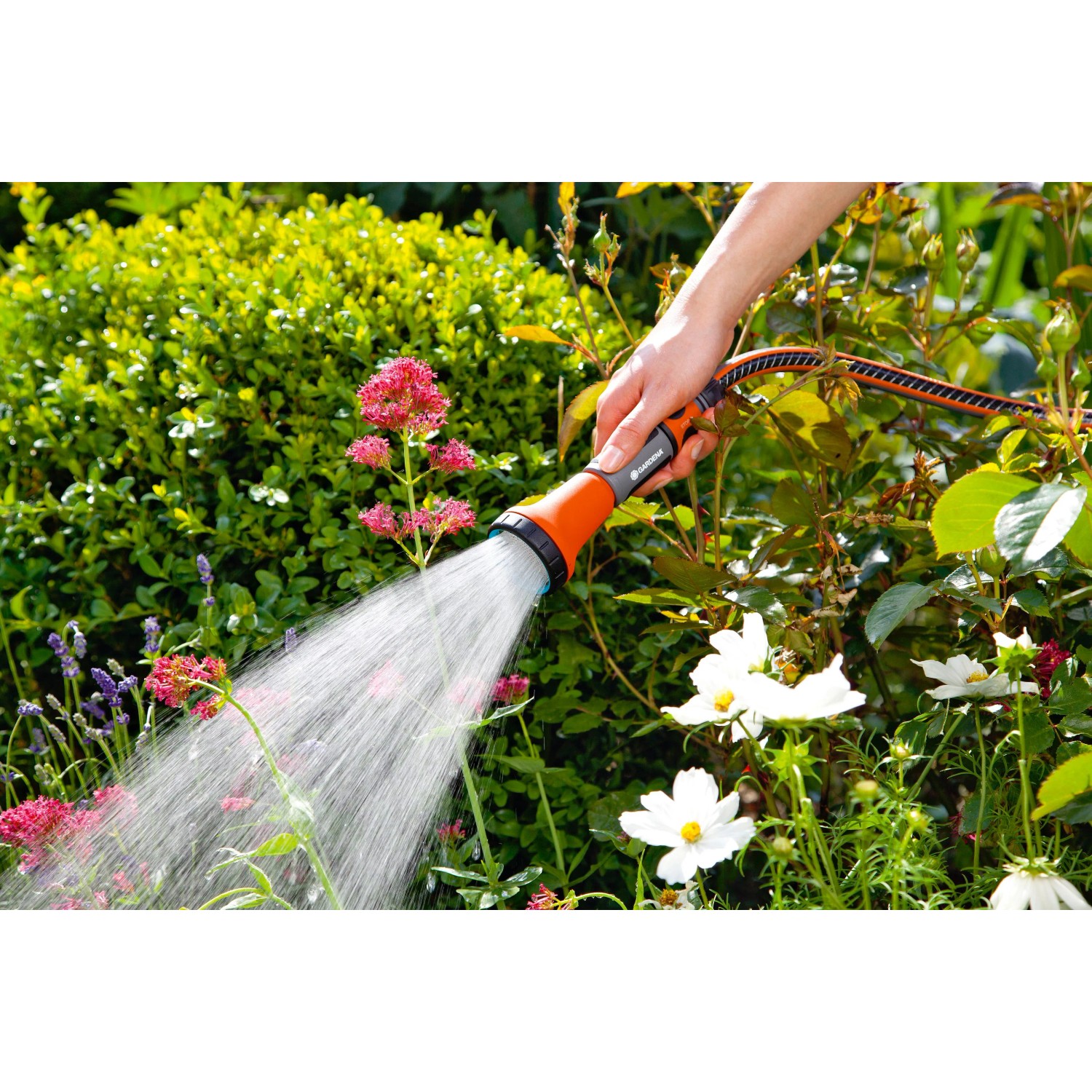 Gardena Bewässerungsbrause in Aktion: Gießen von Blumen im Garten.