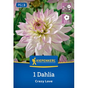 Kiepenkerl Blumenzwiebeln Dekorative Dahlie Crazy Love
