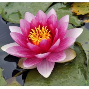 Nahaufnahme einer rosafarbenen Seerose Escarboucle (Nymphaea) mit gelben Staubgefäßen auf grünen Blättern.