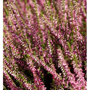 Detailaufnahme der rosafarbenen Knospenheide Gardengirls Anette (Calluna vulgaris).