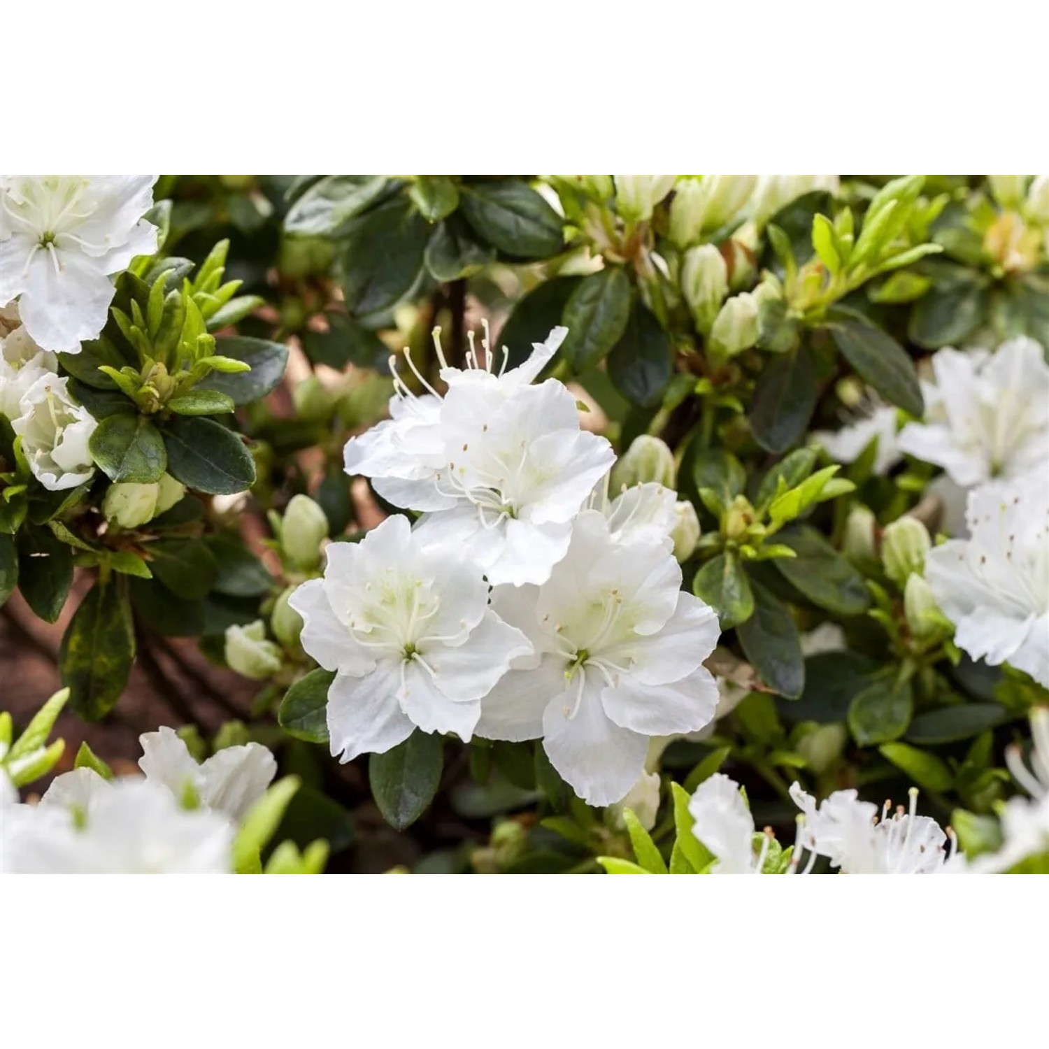 Rhododendron Obtusum Maischnee Rhododendron Weiß 30–40 cm