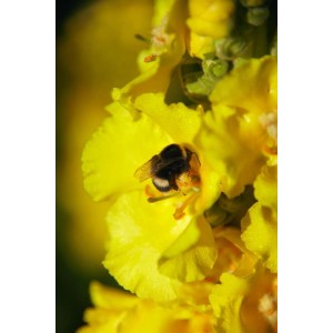 Nahaufnahme einer Woll-Ziest Blüte mit einer Biene. Gelbe Blüte der Verbascum Bombyciferum.