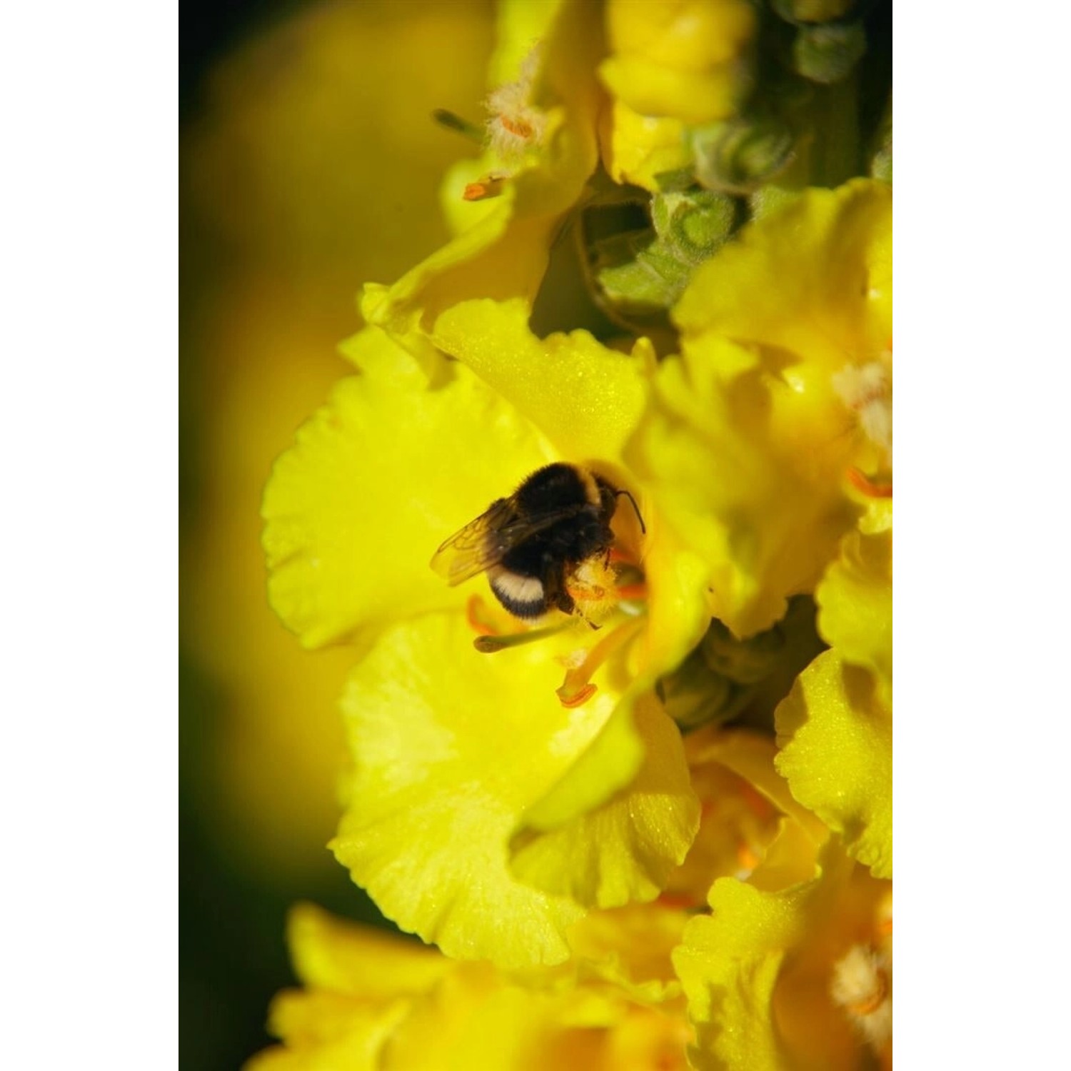 Verbascum Bombyciferum Woll-Ziest Ca. 9x9 cm Topf günstig online kaufen