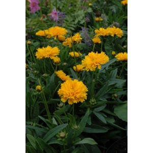 Gelbe, gefüllte Blüten des großblumigen Mädchenauges 'Early Sunrise' im 9x9 cm Topf.