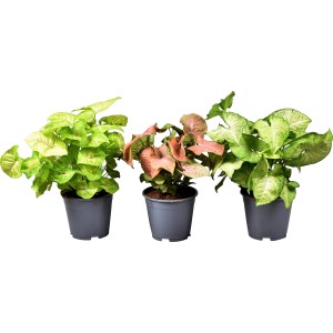 GROW by OBI Purpurtute, verschiedene Sorten im Topf, ca. 30-35 cm hoch.