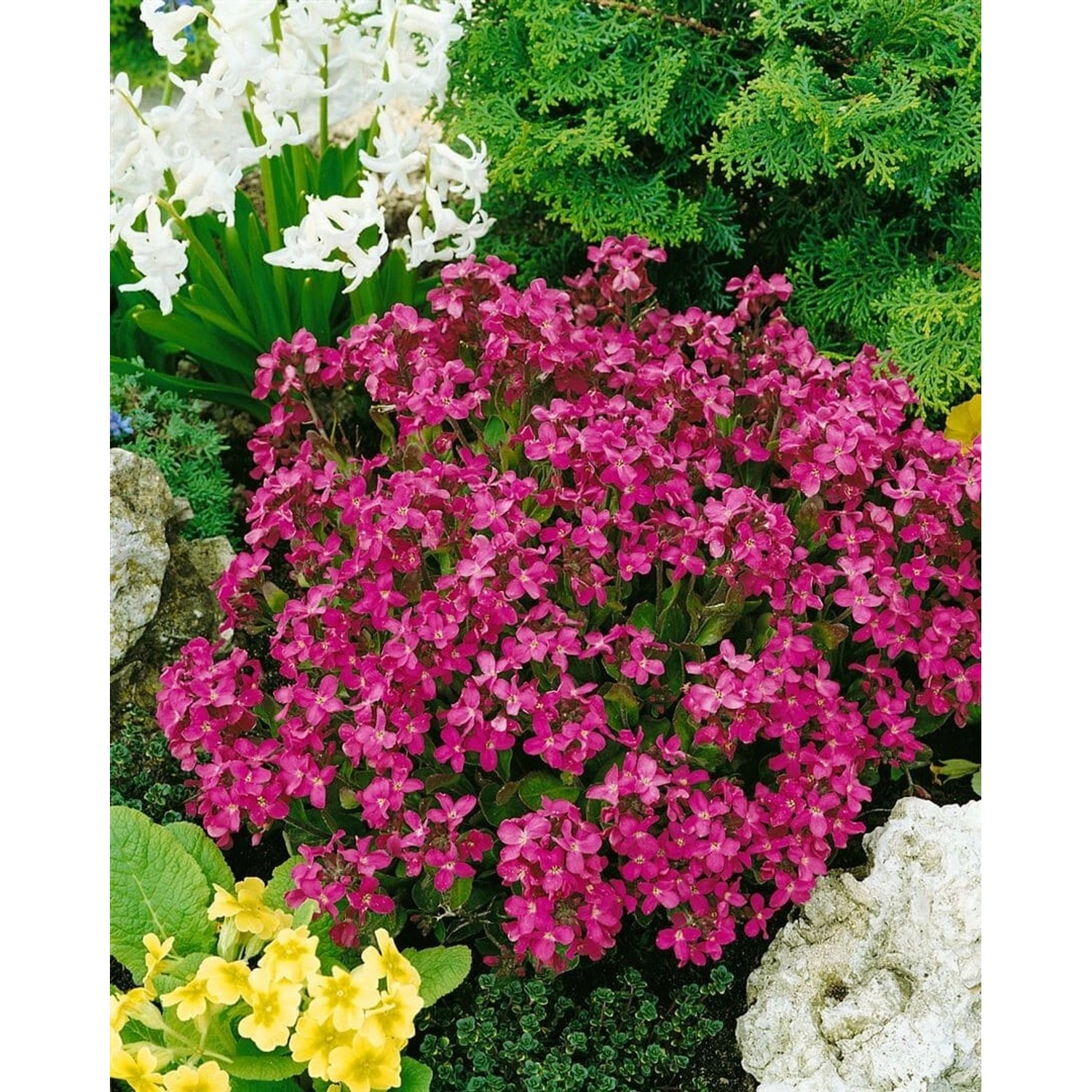 Arabis Blepharophylla Frühlingszauber Gänsekresse Rosa Ca. 9x9 cm Topf günstig online kaufen