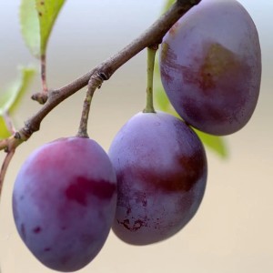 Zwetsche Haroma® am Baum: Blaue, ovale Früchte der Prunus domestica, Ernte im September.