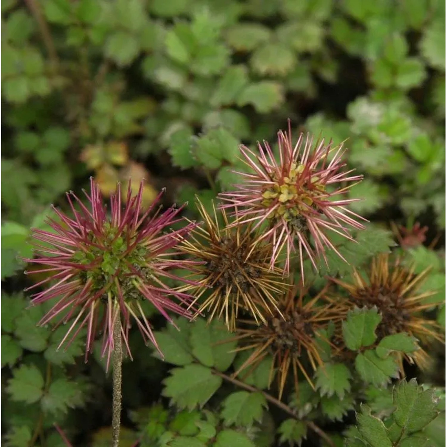 Stachelnüßchen Grüner Zwerg - Acaena microphylla