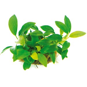 Dennerle Aquariumpflanze Anubias Bonsai, kleine, grüne Blätter, ideal für Nano-Aquarien.