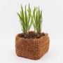 Aquagart Kokos Pflanzkorb 20x20x15cm mit grünen Pflanzen für Teichbepflanzung.
