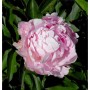 Edelpfingstrose Lady Alexandra Duff - Paeonia lactiflora
