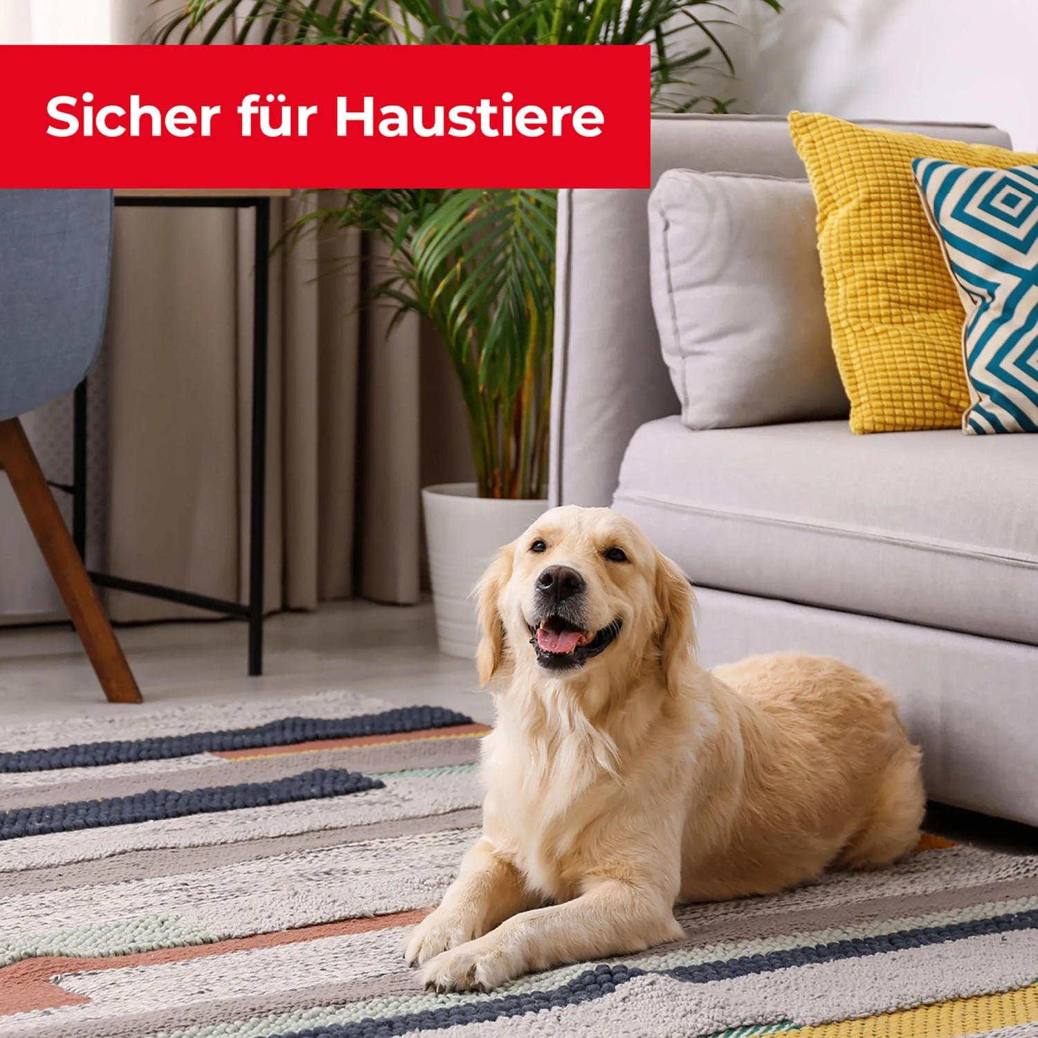 Hund liegt entspannt im Wohnzimmer. Protect Home Rattenfalle ist sicher für Haustiere.