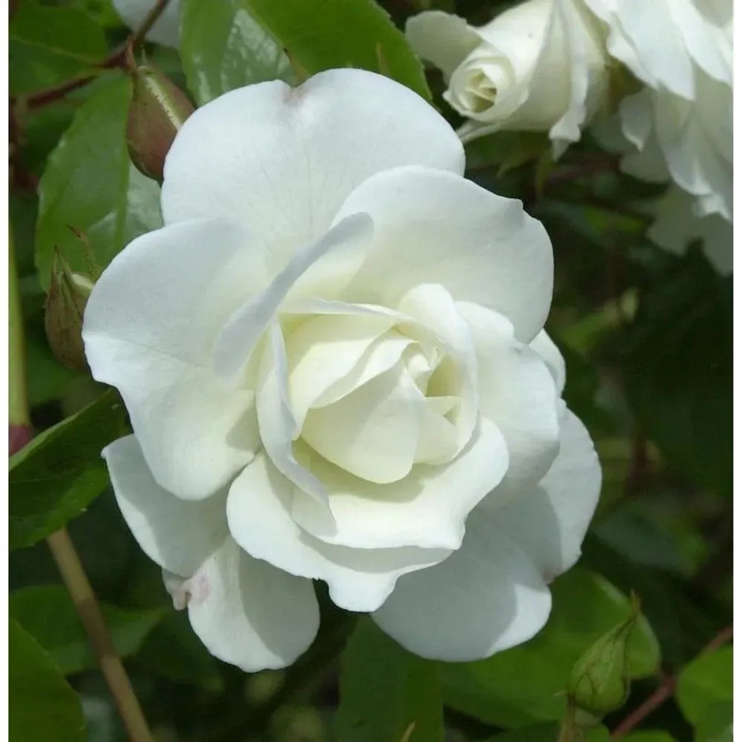 Strauchrose Schneewittchen 30-60cm