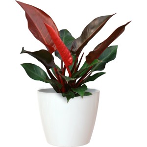 Artevasi Übertopf San Remo, Ø 6 cm, weiß, mit roter Pflanze.