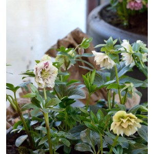 Christrose Double White (Helleborus orientalis) im Topf, weiße Blüten mit rosa Sprenkeln.