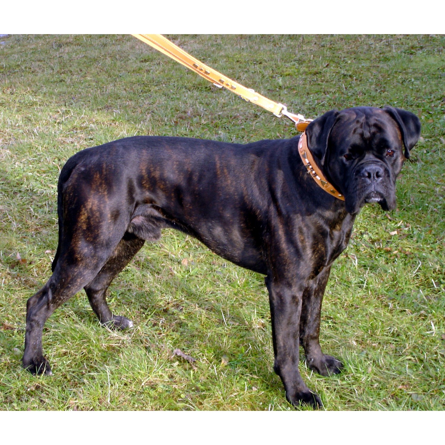 Bullmastiff mit braunem Heim Hundehalsband Buffalo (60cm) auf einer Wiese.